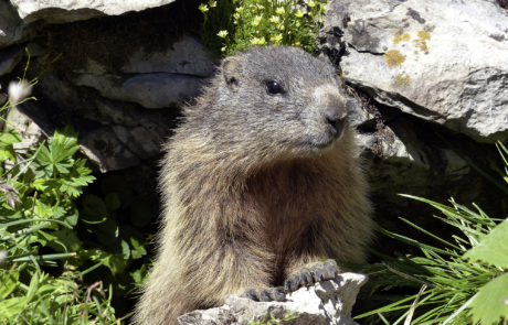 Alpine marmot by its burrow