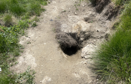 Alpine marmots burrow