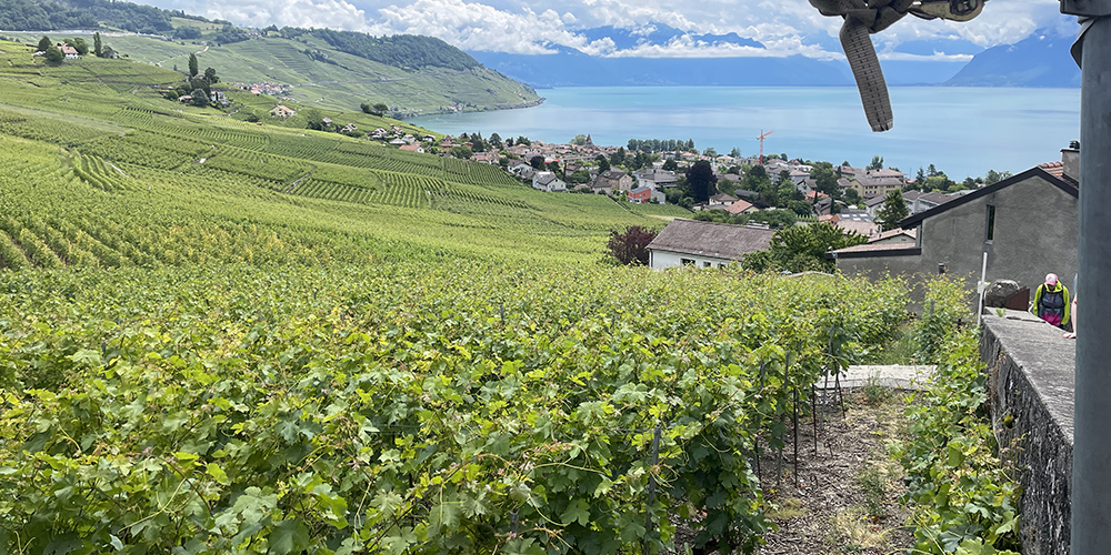 Swiss wine country